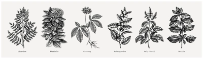 Adaptogen plants collection. Hand-sketched botanical illustrations set. Perfect for recipe, menu, label, packaging. Vector medicine plants, weeds, herbs, berry outlines in vintage style.